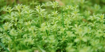 Bacopa Monnieri: Top Picks Ranked