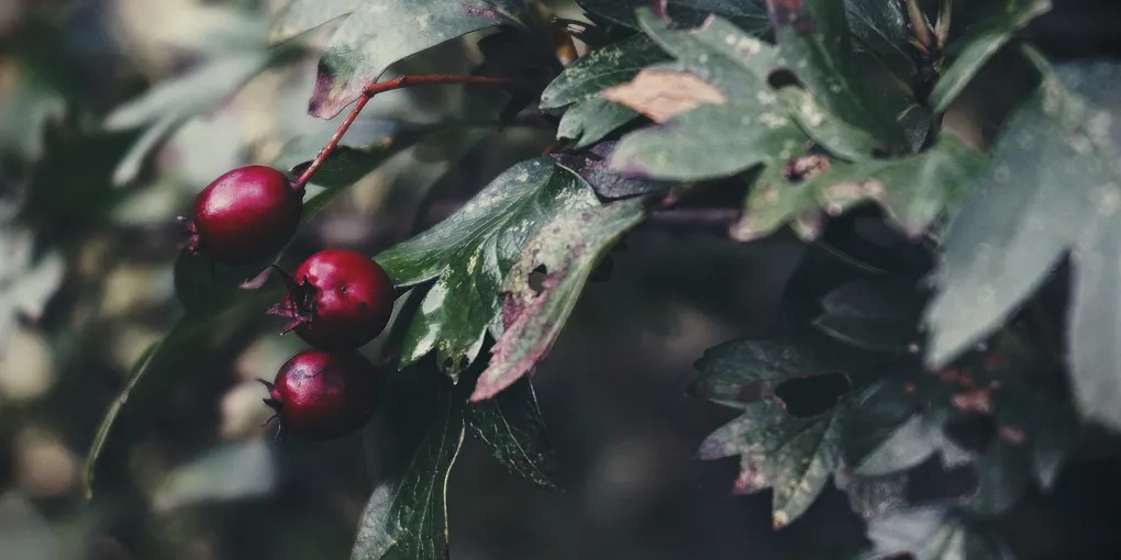 Best Hawthorn Berry Supplement 2026: Top Picks Ranked