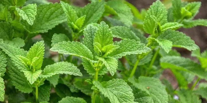 Best Lemon Balm Supplement 2026: Top Picks Ranked