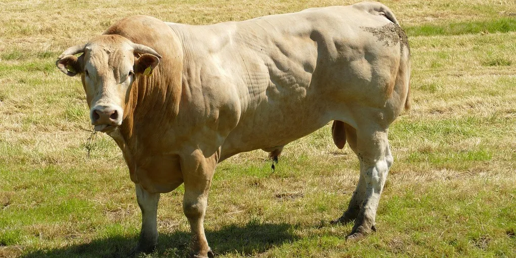 Best Male Fertility Supplements 2026: Top Picks Ranked