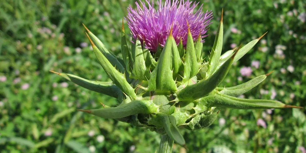 Best Milk Thistle Supplement 2026: Top Picks Ranked