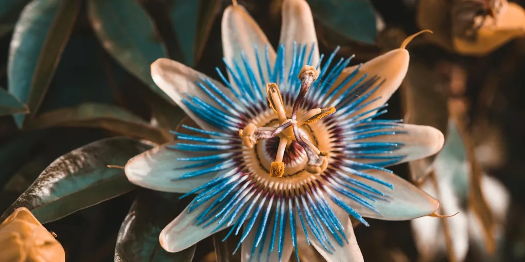 Best Passionflower Supplement 2026: Top Picks Ranked