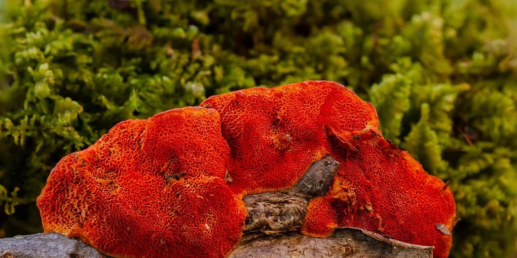 Best Reishi Mushroom Supplement 2026: Top Picks Ranked