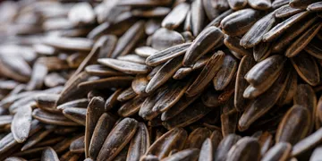 Best Vitamin E Supplement: Top Picks Ranked