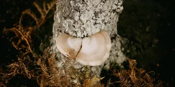 Best Chaga Mushroom Supplement: Top Picks Ranked