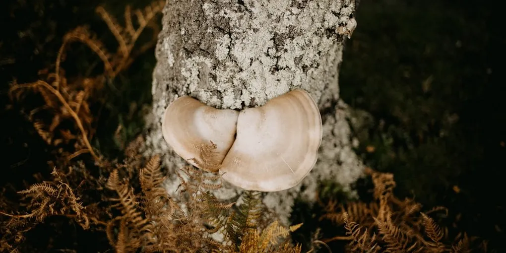 Best Chaga Mushroom Supplement: Top Picks Ranked