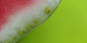 Best L-Citrulline Supplement 2026: Top Picks Ranked