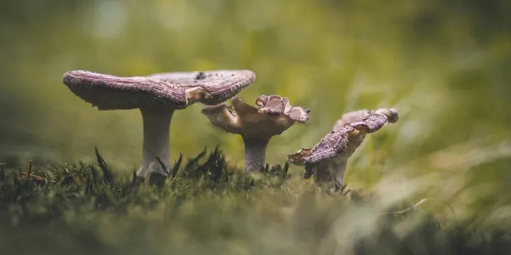 Best Mushroom Supplement Stack 2026: Top Picks