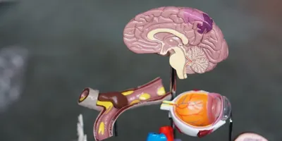 Best Nootropics Stack 2026: Top Picks for Focus & Memory