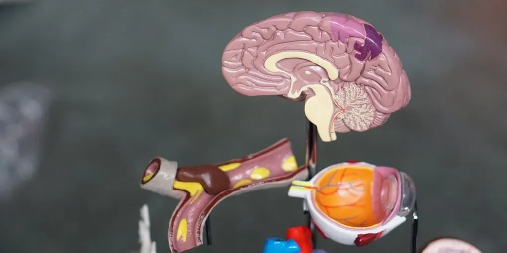 Best Nootropics Stack 2026: Top Picks for Focus & Memory