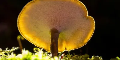 Best Reishi Mushroom Supplement for Sleep: Top Picks Ranked