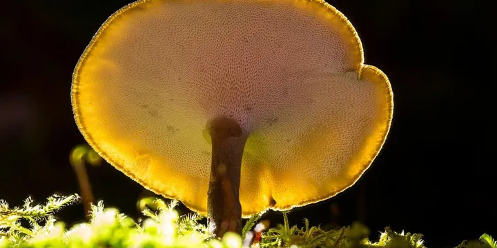 Best Reishi Mushroom Supplement for Sleep: Top Picks Ranked