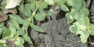 Best Rhodiola Rosea Supplement 2026: Stress & Fatigue