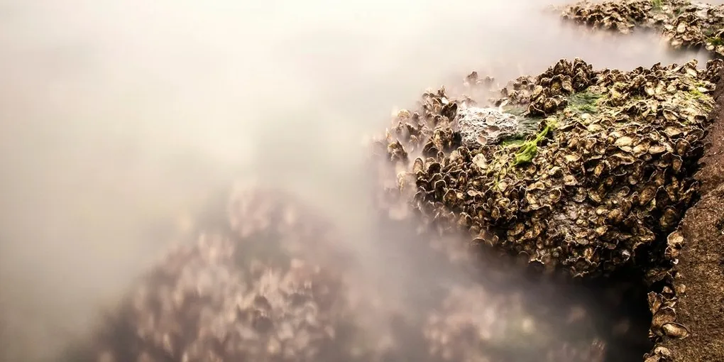 Best Sea Moss Supplement 2026: Top Picks Ranked