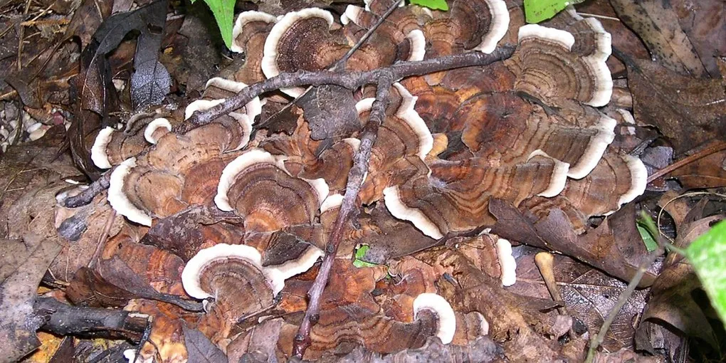Best Turkey Tail Mushroom Supplement 2026: Top Picks Ranked
