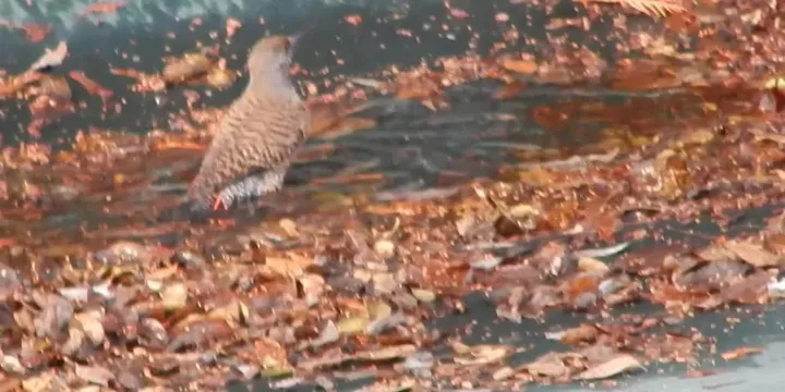 Cold Plunge Benefits: What the Science Actually Says