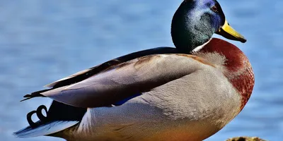 How to Fix Your Sleep Schedule: A Science-Based Protocol