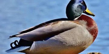 How to Fix Your Sleep Schedule: A Science-Based Protocol