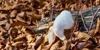 Lion's Mane Mushroom: Top Picks Ranked