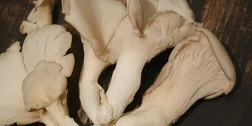 Lion's Mane vs Reishi: Top Picks Ranked