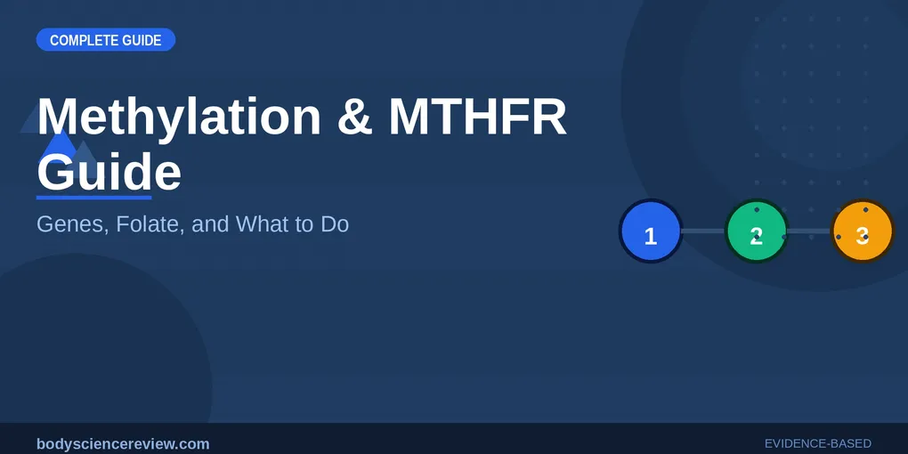 Methylation and MTHFR: Top Picks Ranked