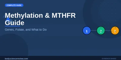 Methylation and MTHFR: Top Picks Ranked